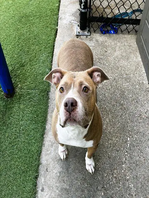 Bella - American Bulldog