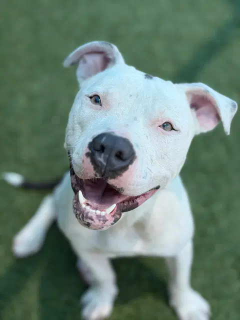 Lolly - Pit Bull Terrier