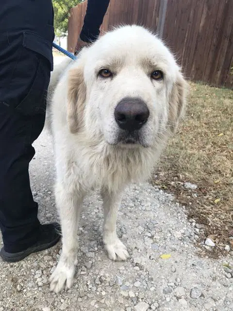 Pelos - Great Pyrenees