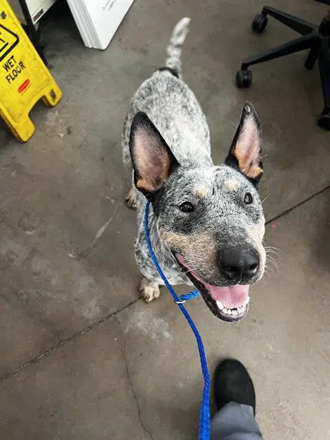 Rancher - Australian Cattle Dog/Blue Heeler