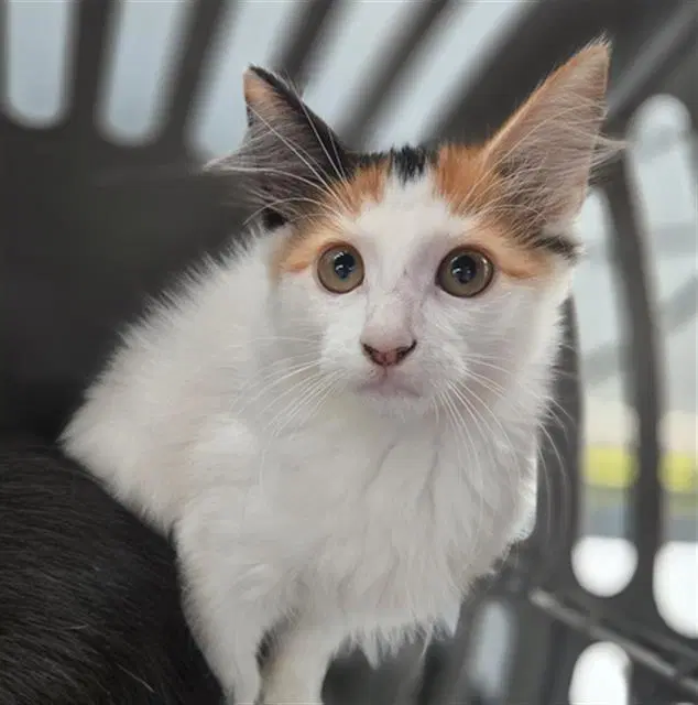 Mau - Domestic Short Hair