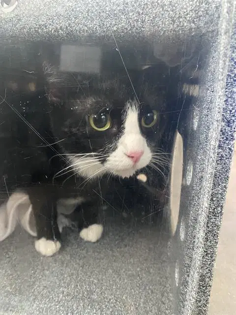 Oreo - Domestic Short Hair
