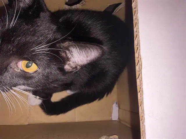 Butters - Domestic Short Hair