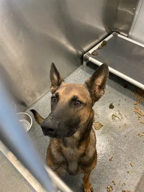 Kendrick - Belgian Shepherd Malinois
