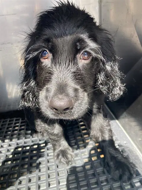 Tupac - Cocker Spaniel