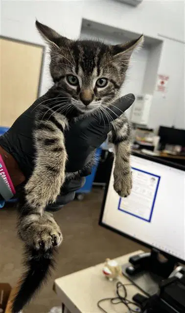 Pooh Bear - Domestic Short Hair
