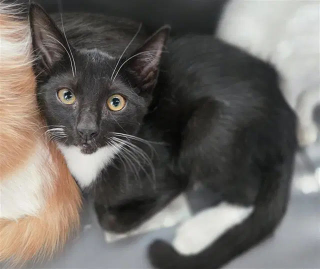 Tut - Domestic Short Hair