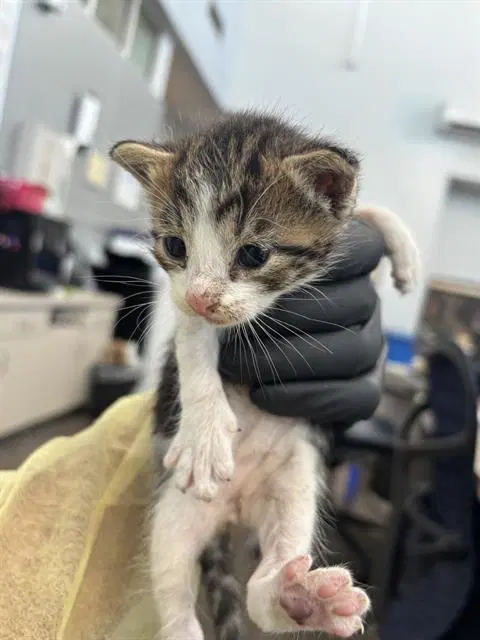 Fiona - Domestic Short Hair