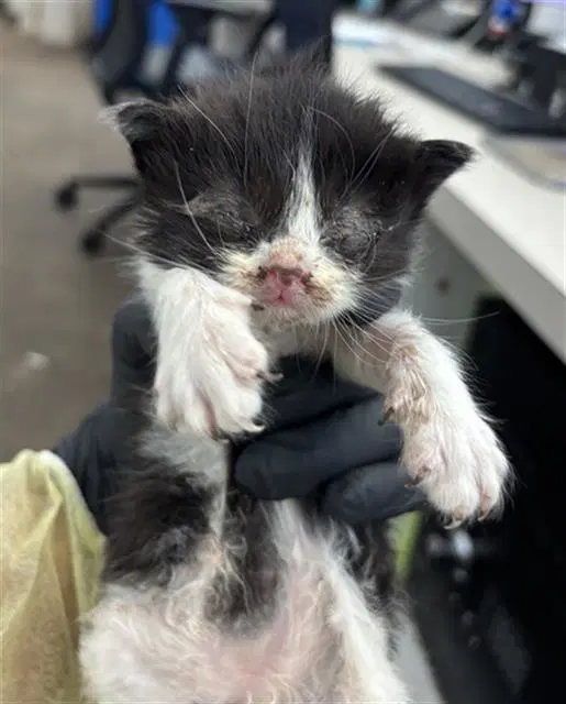 Light - Domestic Short Hair