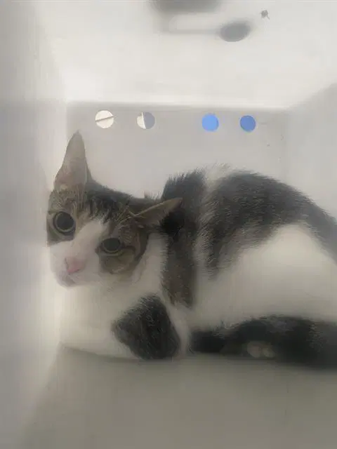 Oreo - Domestic Short Hair