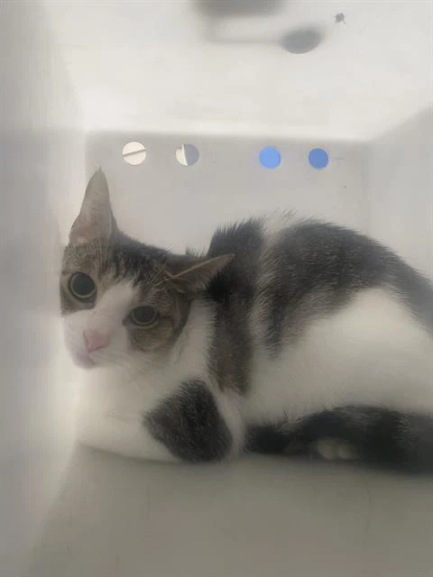 Oreo
