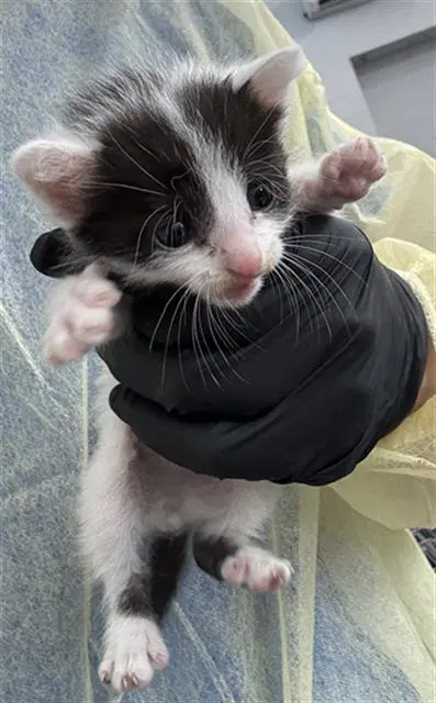 Oreo - Domestic Short Hair