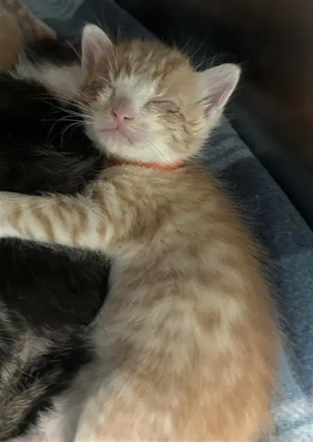 Ben - Domestic Short Hair