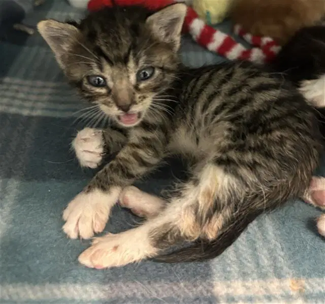 July - Domestic Short Hair