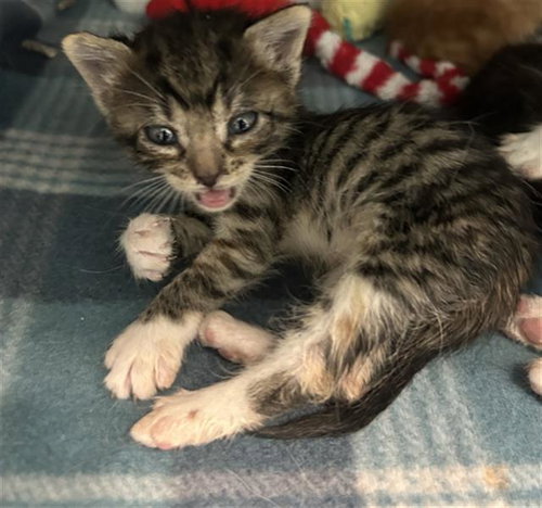 JULY, a cat for adoption from Dallas Animal Services