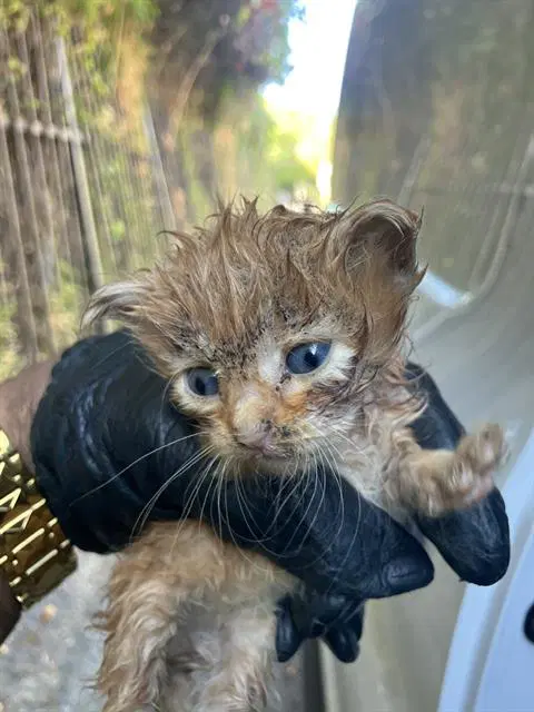 Drake - Domestic Short Hair