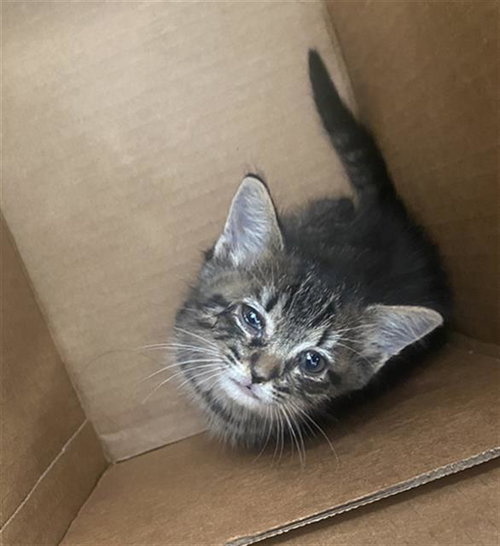 STELLA, a cat for adoption from Dallas Animal Services
