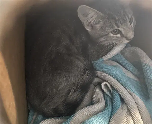 Alex - Domestic Short Hair