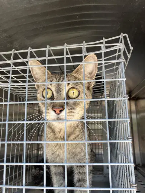 Max - Domestic Short Hair