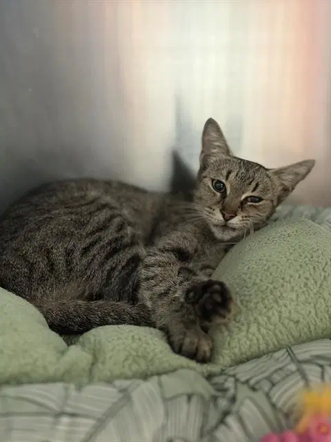 Max - Domestic Short Hair