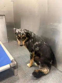 Muffin - Australian Shepherd