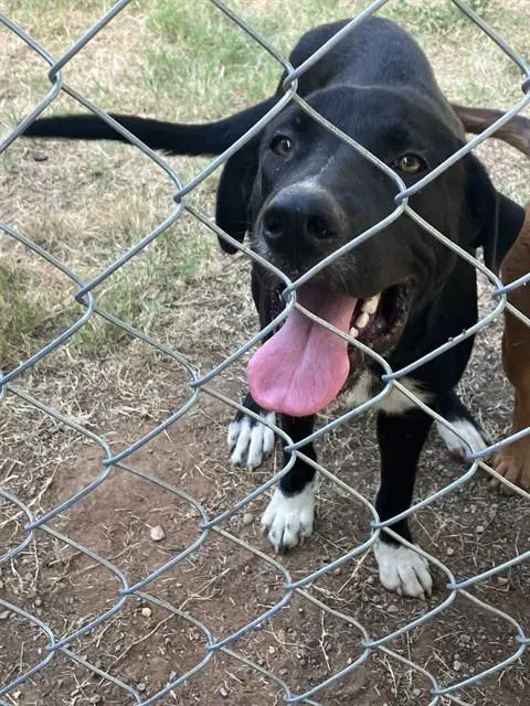 Kevin - Labrador Retriever