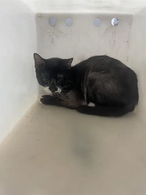 Yogi - Domestic Short Hair