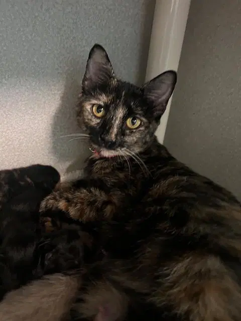 Artemis - Domestic Short Hair