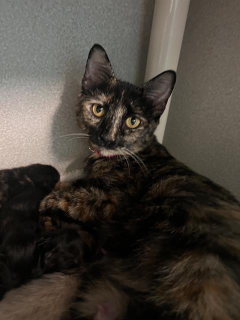 ARTEMIS, a cat for adoption from Dallas Animal Services