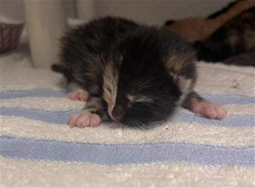 QUEENIE, a cat for adoption from Dallas Animal Services