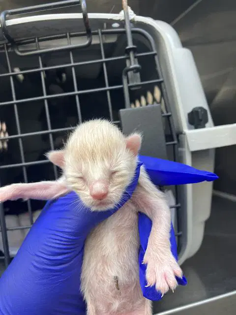 Ajax - Domestic Short Hair