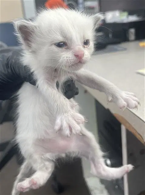 Rascal - Domestic Short Hair