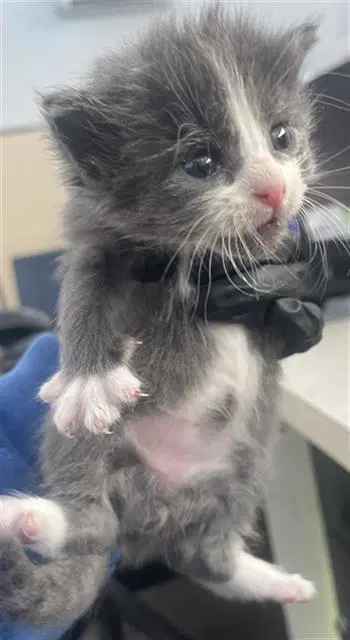 Rover - Domestic Short Hair