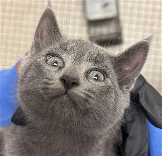 Nimbus - Domestic Short Hair