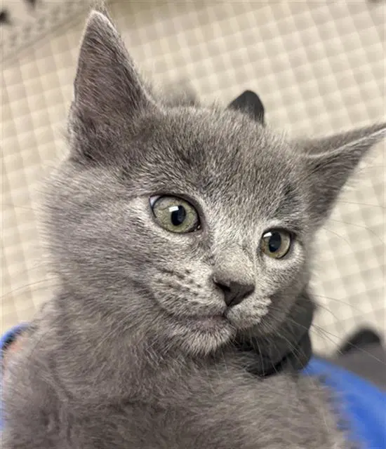 Fiona - Domestic Short Hair