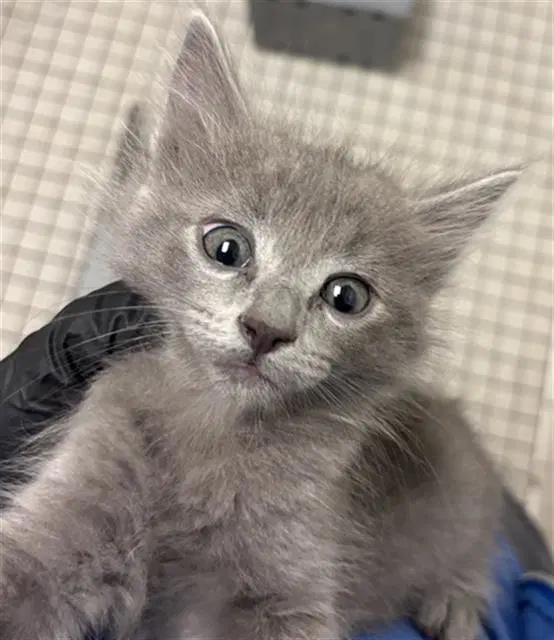 Bonnie - Domestic Short Hair