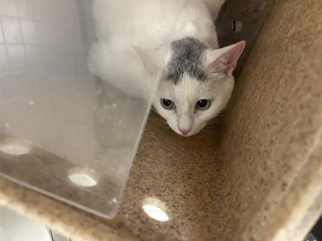 Snow - Domestic Short Hair