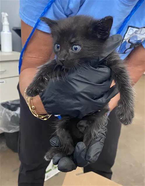 Berlioz - Domestic Short Hair
