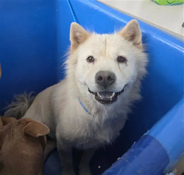 Luna - Chow Chow