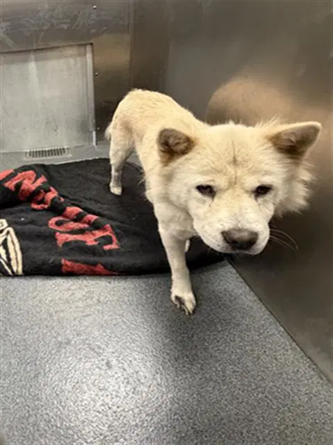 Luna - Chow Chow