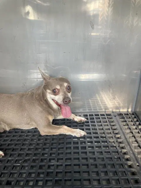 Pepe - Chihuahua