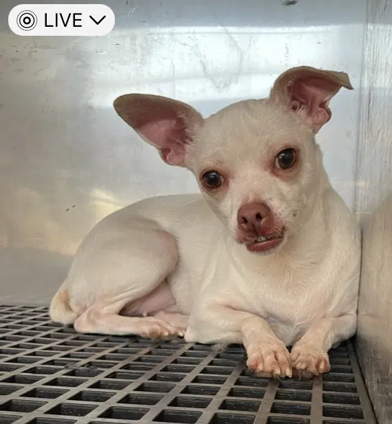 Ann - Chihuahua