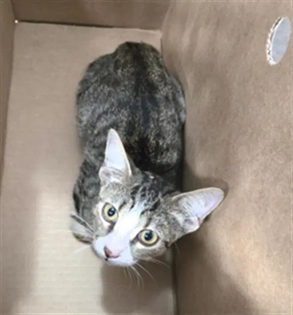 Lil Joe - Domestic Short Hair