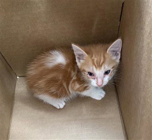 DOLLY, a cat for adoption from Dallas Animal Services