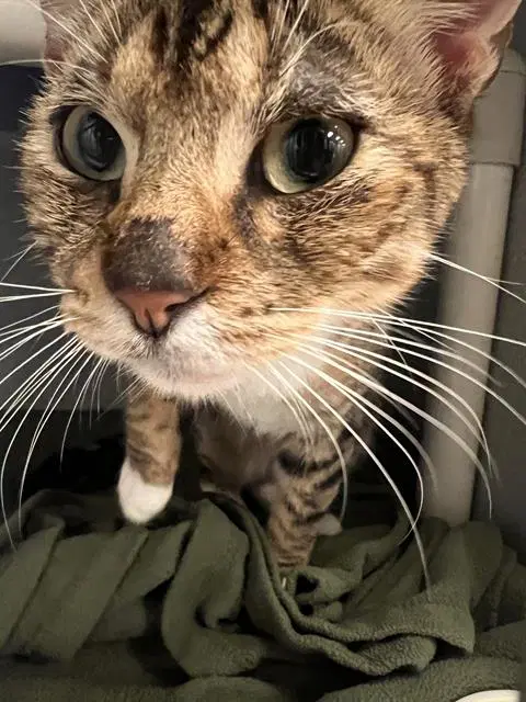 Pochi - Domestic Short Hair
