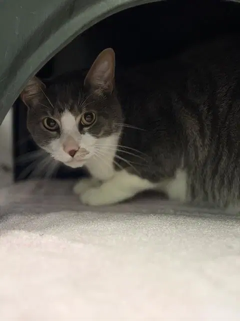 Max - Domestic Short Hair