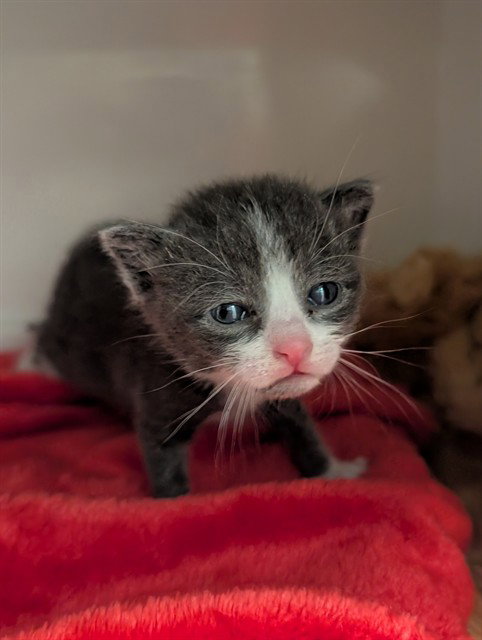 BUD, a cat for adoption from Dallas Animal Services