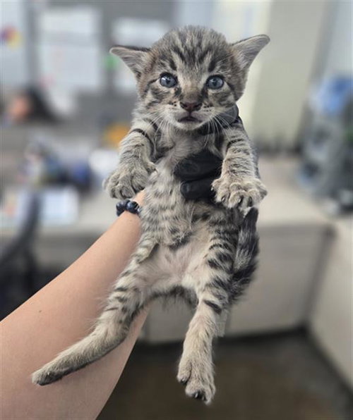 SAIGE, a cat for adoption from Dallas Animal Services