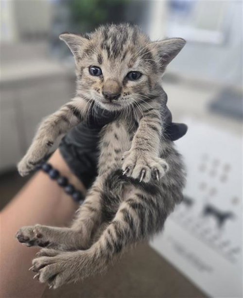 SHELBY, a cat for adoption from Dallas Animal Services