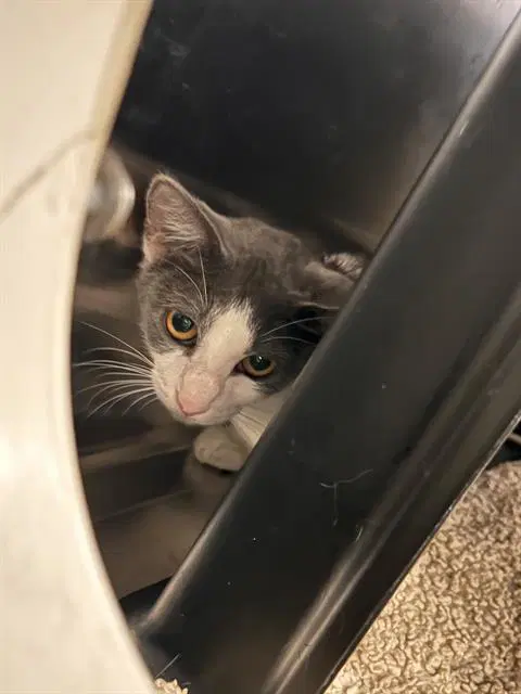 Amethyst - Domestic Medium Hair